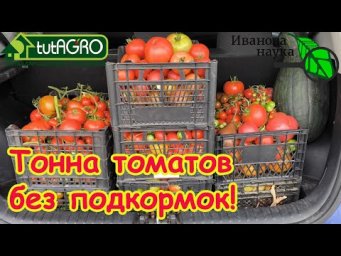 Запомните эту схему БЕЗ ПОДКОРМОК! Как вырастить много вкусных томатов вообще без подкормок.