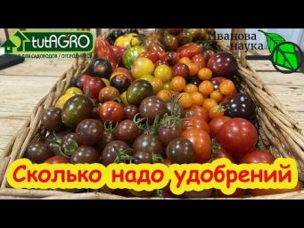Сколько НА САМОМ ДЕЛЕ нужно удобрений томатам? Не перекормите! Норма удобрений для помидоров.