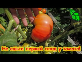 НЕ ЕШЬТЕ ПЕРВЫЙ ПЛОД У ТОМАТА и ПЕРЦА! Оставьте его на семена! Вот почему свои семена лучше покупных