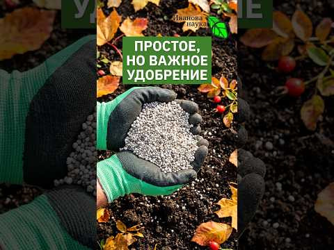 ОБЯЗАТЕЛЬНОЕ ОСЕННЕЕ УДОБРЕНИЕ! Гарантия ЗДОРОВОГО урожая. Чем удобрить огород после сбора урожая? ОБЯЗАТЕЛЬНОЕ ОСЕННЕЕ УДОБРЕНИЕ! Гарантия ЗДОРОВОГО урожая. Чем удобрить огород после сбора урожая?