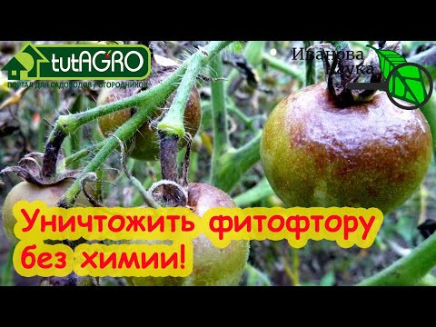 Фитофтороз и пероноспороз? Забудьте! ЛУЧШИЙ СПОСОБ УБРАТЬ ВСЕ БОЛЕЗНИ С УЧАСТКА! Вот как правильно.