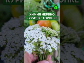 ЭТОТ СОРНЯК ТВОРИТ ЧУДЕСА! 