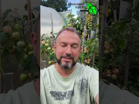 4 ПРИЧИНЫ ЖЕЛТЫХ ПЛЕЧИКОВ У ТОМАТОВ. Почему на томатах появляются желтые плечики и как их устранить. 4 ПРИЧИНЫ ЖЕЛТЫХ ПЛЕЧИКОВ У ТОМАТОВ. Почему на томатах появляются желтые плечики и как их устранить.