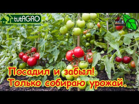 ТОМАТЫ ОТКРЫТОГО ГРУНТА БЕЗ УХОДА от А до Я. Полное руководство по выращиванию томатов "для ленивых"