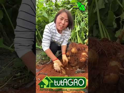 А вы знаете это растение? Его можно выращивать у нас. Хотите такую "картошку"? Смотрите описание. А вы знаете это растение? Его можно выращивать у нас. Хотите такую "картошку"? Смотрите описание.