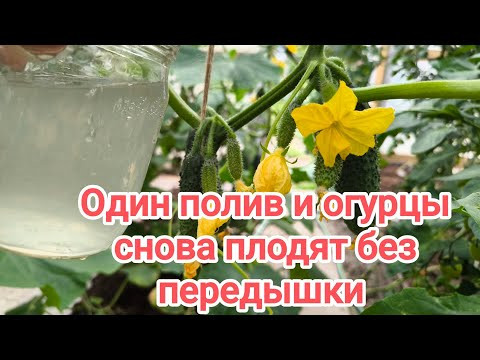 ЗА 1 НОЧЬ: огурцы росли вяло, пока я не налил это в лейку &mdash; старый дачный трюк снова в моде.