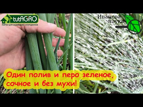 ОТ ЛУКОВОЙ МУХИ, ДОЛГОНОСИКА, СЛИЗНЕЙ, ХРУЩЕЙ, КИВСЯКОВ - ОДНО СРЕДСТВО! Просто легко полейте грядки ОТ ЛУКОВОЙ МУХИ, ДОЛГОНОСИКА, СЛИЗНЕЙ, ХРУЩЕЙ, КИВСЯКОВ - ОДНО СРЕДСТВО! Просто легко полейте грядки