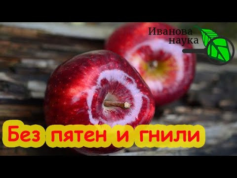 ОТ ЭТОЙ подкормки яблони ломятся от урожая! Укрупнение плодов и защита от осыпания и гнили. ОТ ЭТОЙ подкормки яблони ломятся от урожая! Укрупнение плодов и защита от осыпания и гнили.