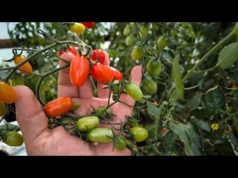 Сладкие черри как виноград! На семена не потратил ни копейки.