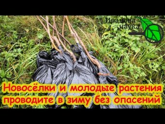 ПОМОГИТЕ МОЛОДЫМ! Молодежь нуждается в опеке. Проводите молодой сад в зиму без опасений.