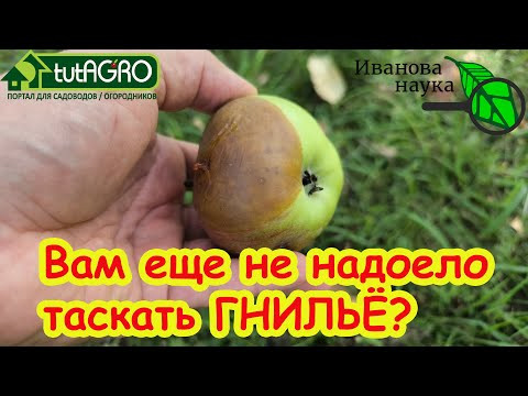 ЯБЛОКИ ГНИЮТ и ЧЕРНЕЮТ ПРЯМО НА ДЕРЕВЕ? Вот как надо это остановить. Сделайте обработку поскорее! ЯБЛОКИ ГНИЮТ и ЧЕРНЕЮТ ПРЯМО НА ДЕРЕВЕ? Вот как надо это остановить. Сделайте обработку поскорее!