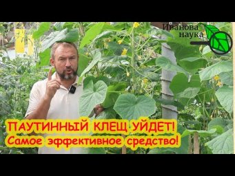 ЖАРКО В ТЕПЛИЦЕ? Очень подходящее время, чтобы выгнать всех вредителей ВОН! Вот как надо сделать.