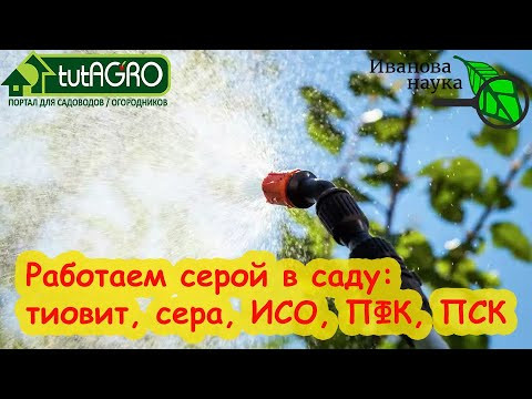 КОГДА ПОРА РАБОТАТЬ СЕРОЙ В САДУ? От почкового клеща на смородине, мучнистой росы и прочих бяк.
