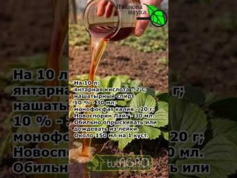 КЛУБНИКА ЗАВАЛИТ УРОЖАЕМ!  Сделай ЭТУ весеннюю подкормку!