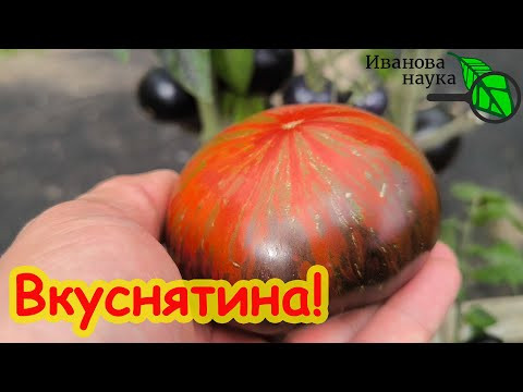 САМЫЙ ВКУСНЫЙ ТОМАТ 2024 ГОДА! Сладкий, насыщенный и яркий вкус... даже без подкормок! САМЫЙ ВКУСНЫЙ ТОМАТ 2024 ГОДА! Сладкий, насыщенный и яркий вкус... даже без подкормок!