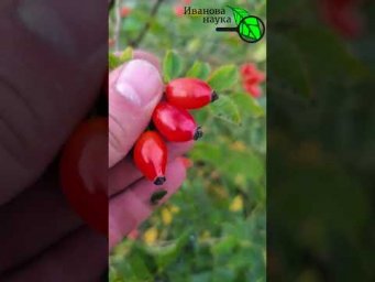 В 50 раз больше, чем в лимоне! ШИПОВНИК полезный и бесполезный. Как отличить полезный шиповник?
