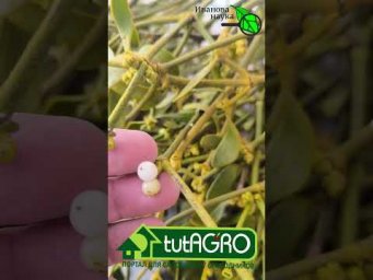 Уникальные бесплатные рецепты для сада и огорода. Тысячи полезных советов садоводам и огородникам.
