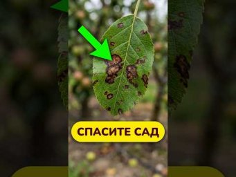 Листья сохнут, а плоды гниют?!  Готовим домашнее средство для всего сада.
