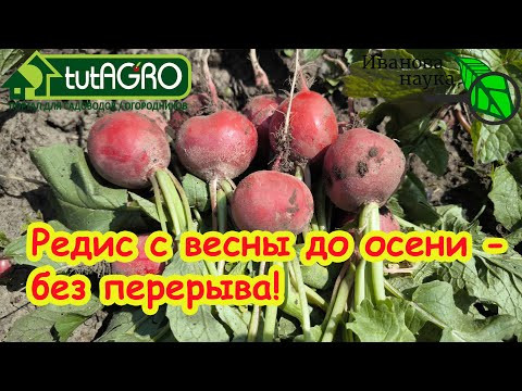 СУПЕР-СПОСОБ ВЫРАЩИВАНИЯ РЕДИСА ЛЕТОМ! Редис будет сочный и без блошки при летних посевах. СУПЕР-СПОСОБ ВЫРАЩИВАНИЯ РЕДИСА ЛЕТОМ! Редис будет сочный и без блошки при летних посевах.