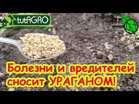 ОДНА ЛОЖКА ДЕШЕВОЙ КРУПЫ ЗАМЕНЯЕТ ДЕСЯТОК ДОРОГУЩИХ ПРЕПАРАТОВ! Просто посыпьте ею землю и готово. ОДНА ЛОЖКА ДЕШЕВОЙ КРУПЫ ЗАМЕНЯЕТ ДЕСЯТОК ДОРОГУЩИХ ПРЕПАРАТОВ! Просто посыпьте ею землю и готово.