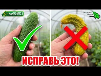 ОГУРЦЫ КРИЧАТ О ПОМОЩИ! Читаем по форме плода 