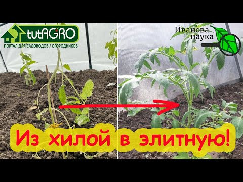 БЕЗ ПАНИКИ! Рассада завяла и, кажется, хочет умереть? Восстановление даже безнадежной рассады. БЕЗ ПАНИКИ! Рассада завяла и, кажется, хочет умереть? Восстановление даже безнадежной рассады.