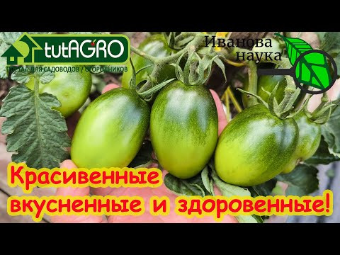 С ЭТОЙ ПОДКОРМКОЙ ТОМАТЫ КАК МЯЧИ! Один раз опрыскал и завались урожаем! С ЭТОЙ ПОДКОРМКОЙ ТОМАТЫ КАК МЯЧИ! Один раз опрыскал и завались урожаем!