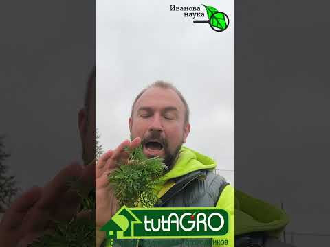 Эту ботву не бросайте в компост! Самая ценная ботва в огороде. Эту ботву не бросайте в компост! Самая ценная ботва в огороде.