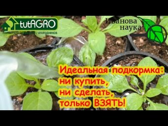 САМОЕ ЛУЧШЕЕ ПРИРОДНОЕ УДОБРЕНИЕ! Аналогов нет, купить или сделать невозможно! Можно только взять.
