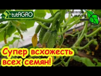 ВСХОДЫ НА 3 ДЕНЬ! СУПЕРСПОСОБ ПОСЕВА СЕМЯН ОГУРЦОВ: ранний урожай без болезней гарантирован!