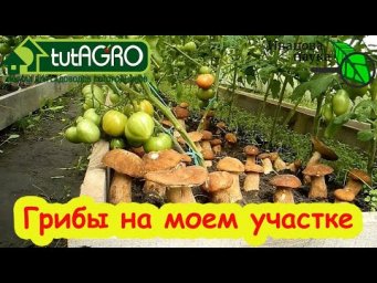 В лес ходить не надо: секреты выращивания лесных грибов прямо в огороде. От пня до урожая.