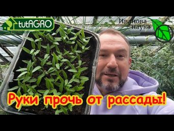 НЕ ПОГУБИТЕ РАССАДУ ПОСЛЕ ВСХОДОВ! 2 частые ошибки даже опытных огородников.Первая подкормка рассады