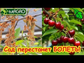 КУПОРОС НЕ СПРАВИТСЯ: всего ОДНО средство и ваш сад ЗДОРОВ! Схема обработки от усыхания и гнили.