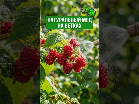Осенняя ПОДКОРМКА для СЛАДОСТИ и БЫСТРОГО СОЗРЕВАНИЯ малины! НИКАКИХ ГНИЛЕЙ и ПЯТЕН на листьях