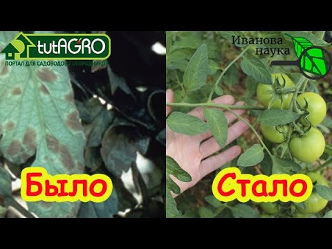 ЧТОБЫ ПОМИДОРЫ и ОГУРЦЫ НЕ БОЛЕЛИ! Мои томаты НИКОГДА не болеют ни фитофторой, ни кладоспориозом.