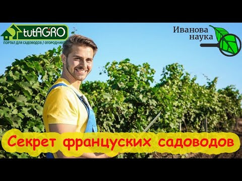 ЗА 1 РАЗ: МОЩНЫЙ РЕЦЕПТ ФРАНЦУЗСКИХ САДОВОДОВ XIX ВЕКА! Без купороса и кипятка сад в полном порядке! ЗА 1 РАЗ: МОЩНЫЙ РЕЦЕПТ ФРАНЦУЗСКИХ САДОВОДОВ XIX ВЕКА! Без купороса и кипятка сад в полном порядке!