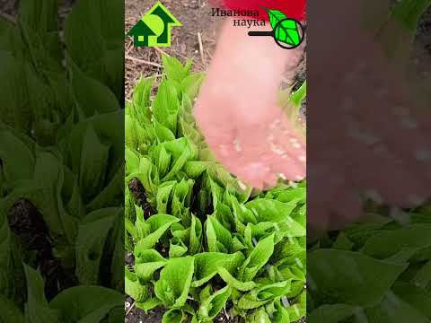 ПРОГОНЯЕМ СЛИЗНЕЙ С УЧАСТКА. Слизни от этого средства уходят прочь! ПРОГОНЯЕМ СЛИЗНЕЙ С УЧАСТКА. Слизни от этого средства уходят прочь!