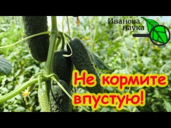 НЕ КОРМИТЕ ОГУРЦЫ ВПУСТУЮ! Многие подкармливают просто зря! Вот как надо кормить огурцы на урожай.