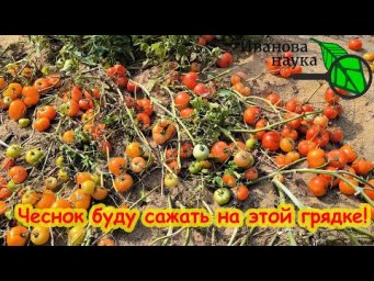 КАК ПОСАДИТЬ ЧЕСНОК ОСЕНЬЮ: ЛУЧШИЕ СРОКИ ДЛЯ ПОДГОТОВКИ ГРЯДКИ. Определяем для каждого региона.