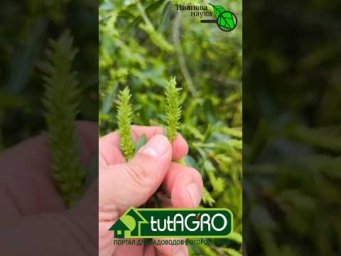 Рассада прет как сумасшедшая! БЕСПЛАТНОЕ средство из канавы &mdash; 100% приживаемость!