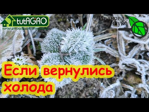 ЗАМОРОЗКИ НЕ СТРАШНЫ! Побрызгайте сад и огород этим раствором и ни одно растение не пострадает. ЗАМОРОЗКИ НЕ СТРАШНЫ! Побрызгайте сад и огород этим раствором и ни одно растение не пострадает.