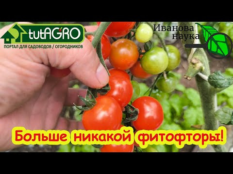 Фитофтора на помидорах: как я избавился от черной болезни томатов раз и навсегда! Фитофтора на помидорах: как я избавился от черной болезни томатов раз и навсегда!
