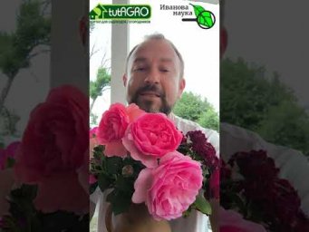 От этого средства уже пострадали 17 человек: теплица сгорела, лишились всего урожая!