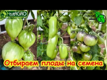 ИЗ ЭТИХ ТОМАТОВ САМЫЕ ЛУЧШИЕ СЕМЕНА! Правила сбора своих семян. Правильно выбрать плоды на семена.
