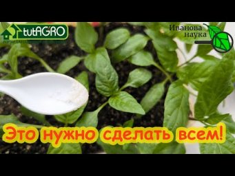 ЭТА ПОДКОРМКА НУЖНА ВСЕМ! Посмотрите на эти симптомы и сделайте обработку ЗАРАНЕЕ!