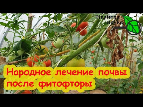 ДЕЛАЮ ТАК ВСЕГДА и ФИТОФТОРЫ НЕТ! Сажаю томаты по томатам много лет. Лечение почвы от фитофторы. ДЕЛАЮ ТАК ВСЕГДА и ФИТОФТОРЫ НЕТ! Сажаю томаты по томатам много лет. Лечение почвы от фитофторы.
