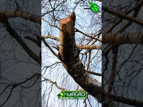 Березовый сок. Birch sap. Ферментация берёзового сока Lactobacillus reuteri. Смотрите описание видео Березовый сок. Birch sap. Ферментация берёзового сока Lactobacillus reuteri. Смотрите описание видео