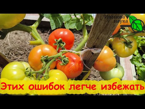 5 ДОСАДНЫХ ОШИБОК В ПЕРИОД НАЛИВА и СБОРА УРОЖАЯ ТОМАТОВ. Их совершают даже профи! Уход за томатами. 5 ДОСАДНЫХ ОШИБОК В ПЕРИОД НАЛИВА и СБОРА УРОЖАЯ ТОМАТОВ. Их совершают даже профи! Уход за томатами.
