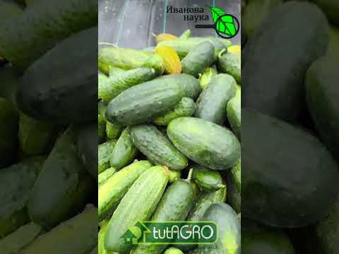 ЖЕЛТЫЕ ЛИСТЬЯ НА ОГУРЦАХ? Этого больше не будет! Простое лечение желтых листьев на огурцах.