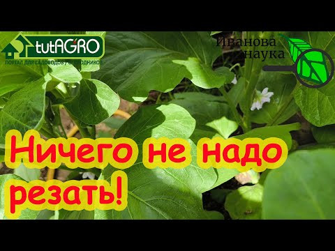 САМАЯ СТРАШНАЯ БОЛЕЗНЬ ТОМАТОВ, БАКЛАЖАНОВ и ОГУРЦОВ! У меня ее нет и не будет и вот почему. САМАЯ СТРАШНАЯ БОЛЕЗНЬ ТОМАТОВ, БАКЛАЖАНОВ и ОГУРЦОВ! У меня ее нет и не будет и вот почему.